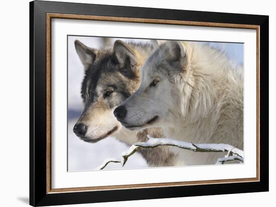 Zoo Wolf 05-Gordon Semmens-Framed Photographic Print