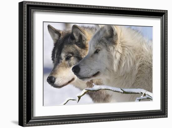 Zoo Wolf 05-Gordon Semmens-Framed Photographic Print