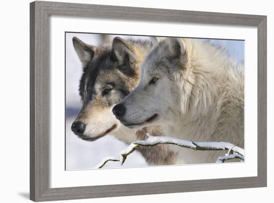 Zoo Wolf 05-Gordon Semmens-Framed Photographic Print