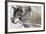 Zoo Wolf 05-Gordon Semmens-Framed Photographic Print