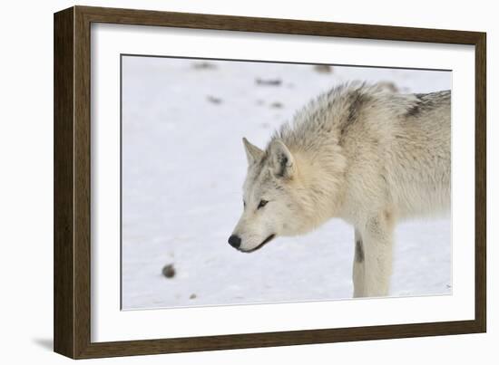 Zoo Wolf 06-Gordon Semmens-Framed Photographic Print