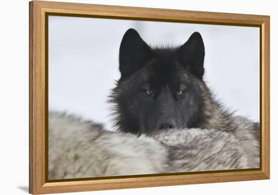 Zoo Wolf 08-Gordon Semmens-Framed Premier Image Canvas