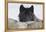 Zoo Wolf 08-Gordon Semmens-Framed Premier Image Canvas