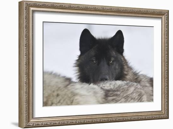 Zoo Wolf 08-Gordon Semmens-Framed Photographic Print