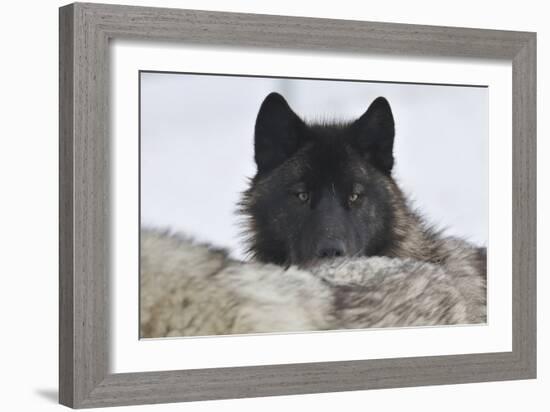 Zoo Wolf 08-Gordon Semmens-Framed Photographic Print