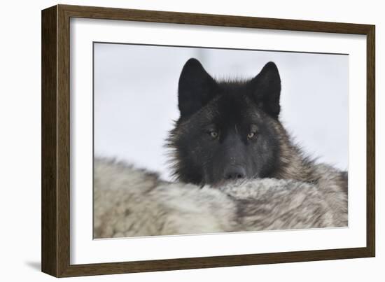 Zoo Wolf 08-Gordon Semmens-Framed Photographic Print