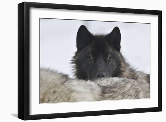 Zoo Wolf 08-Gordon Semmens-Framed Photographic Print