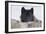 Zoo Wolf 08-Gordon Semmens-Framed Photographic Print