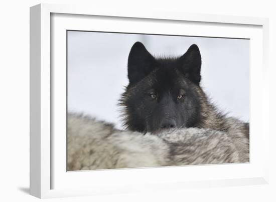 Zoo Wolf 08-Gordon Semmens-Framed Photographic Print