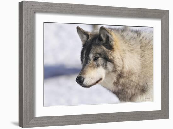 Zoo Wolf 10-Gordon Semmens-Framed Photographic Print