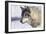 Zoo Wolf 10-Gordon Semmens-Framed Photographic Print