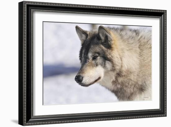 Zoo Wolf 10-Gordon Semmens-Framed Photographic Print