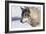 Zoo Wolf 10-Gordon Semmens-Framed Photographic Print