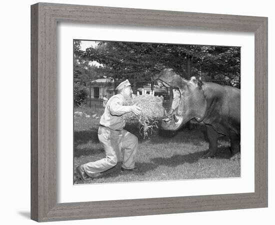 Zookeeper Giving Hippo Bundle of Hay-null-Framed Photographic Print