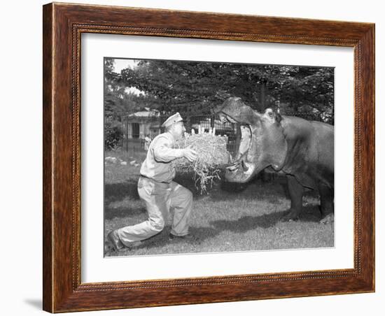 Zookeeper Giving Hippo Bundle of Hay-null-Framed Photographic Print