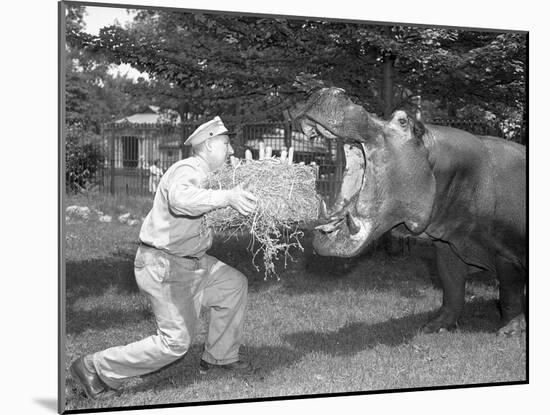 Zookeeper Giving Hippo Bundle of Hay-null-Mounted Photographic Print