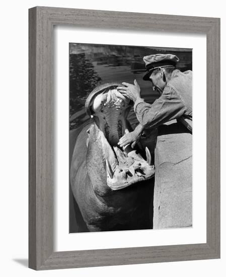 Zookeeper Rubbing a Hippotomus's Gums at the Brookfield Zoo-William Vandivert-Framed Photographic Print