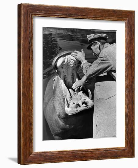 Zookeeper Rubbing a Hippotomus's Gums at the Brookfield Zoo-William Vandivert-Framed Photographic Print