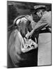 Zookeeper Rubbing a Hippotomus's Gums at the Brookfield Zoo-William Vandivert-Mounted Photographic Print