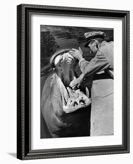 Zookeeper Rubbing a Hippotomus's Gums at the Brookfield Zoo-William Vandivert-Framed Photographic Print