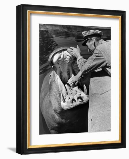 Zookeeper Rubbing a Hippotomus's Gums at the Brookfield Zoo-William Vandivert-Framed Photographic Print