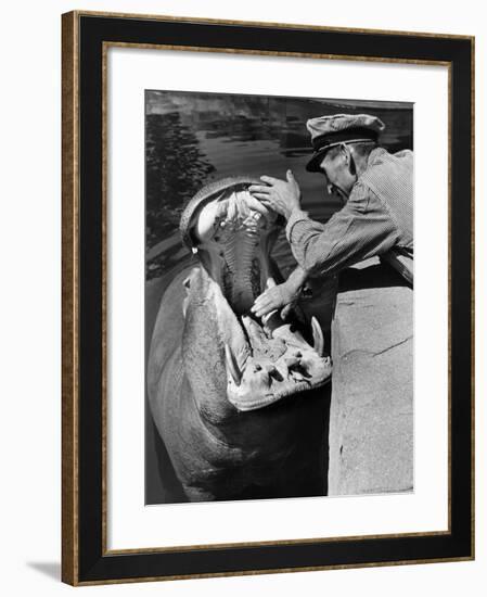 Zookeeper Rubbing a Hippotomus's Gums at the Brookfield Zoo-William Vandivert-Framed Photographic Print