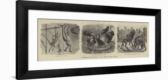 Zoological Eccentricities at the Regent's Park Gardens-null-Framed Giclee Print