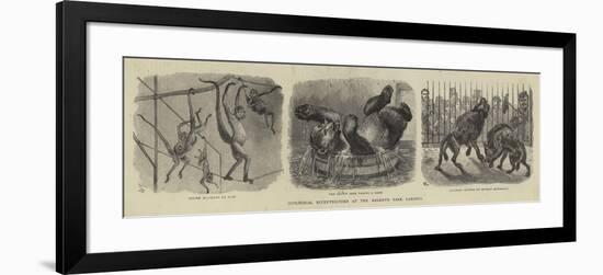 Zoological Eccentricities at the Regent's Park Gardens-null-Framed Giclee Print