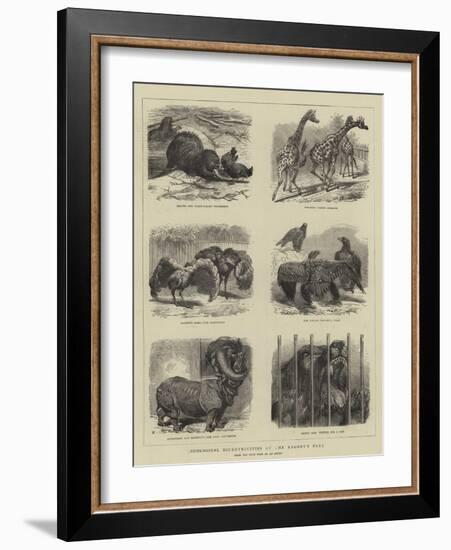 Zoological Eccentricities at the Regent's Park-null-Framed Giclee Print