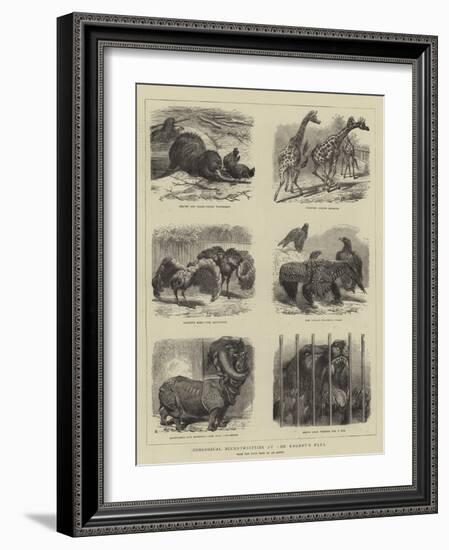 Zoological Eccentricities at the Regent's Park-null-Framed Giclee Print