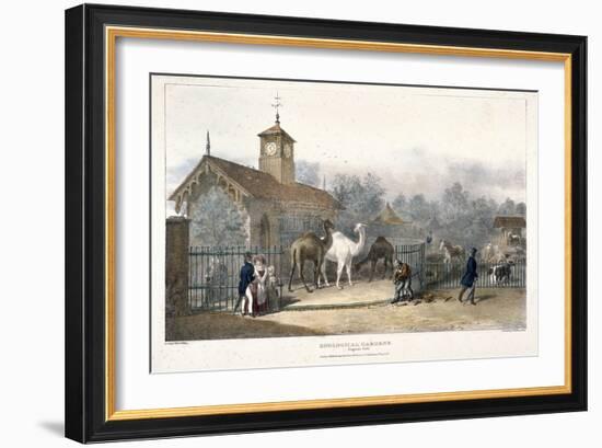 Zoological Gardens, Regent's Park, London, 1835-Charles Joseph Hullmandel-Framed Giclee Print