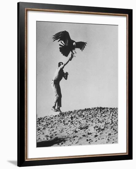 Zoologist James Fowler Capturing Vultures, Placing Transistor on its Back to Study Nesting Habits-John Dominis-Framed Photographic Print