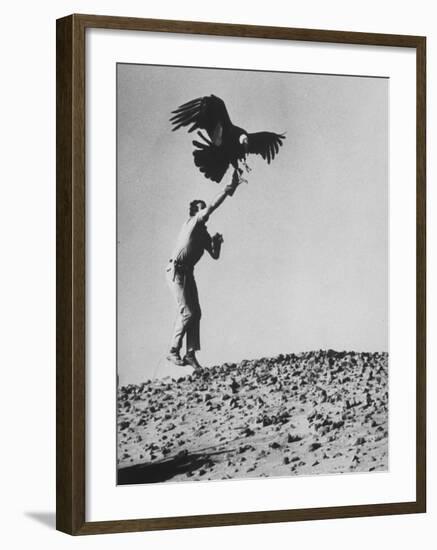 Zoologist James Fowler Capturing Vultures, Placing Transistor on its Back to Study Nesting Habits-John Dominis-Framed Photographic Print