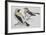 Zoology: Birds, Black-Eared Wheatear (Oenanthe Hispanica), Male and Female-null-Framed Giclee Print