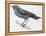 Zoology: Birds, Blue Rock-Thrush (Monticola Solitarius)-null-Framed Premier Image Canvas