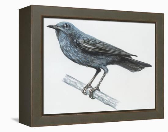 Zoology: Birds, Blue Rock-Thrush (Monticola Solitarius)-null-Framed Premier Image Canvas