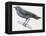 Zoology: Birds, Blue Rock-Thrush (Monticola Solitarius)-null-Framed Premier Image Canvas