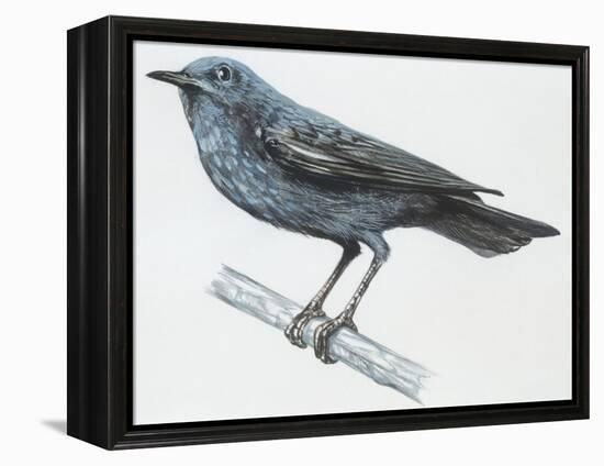 Zoology: Birds, Blue Rock-Thrush (Monticola Solitarius)-null-Framed Premier Image Canvas