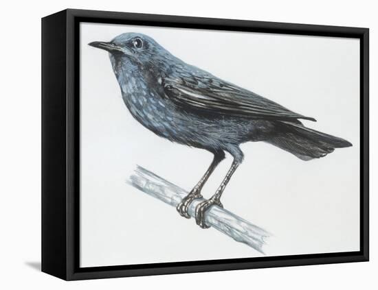 Zoology: Birds, Blue Rock-Thrush (Monticola Solitarius)-null-Framed Premier Image Canvas