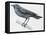 Zoology: Birds, Blue Rock-Thrush (Monticola Solitarius)-null-Framed Premier Image Canvas