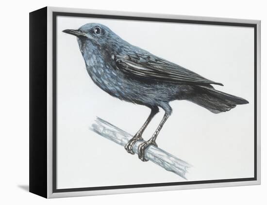 Zoology: Birds, Blue Rock-Thrush (Monticola Solitarius)-null-Framed Premier Image Canvas