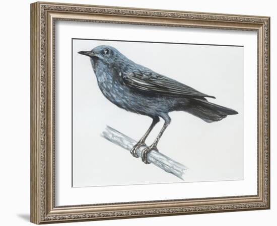 Zoology: Birds, Blue Rock-Thrush (Monticola Solitarius)-null-Framed Giclee Print