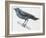 Zoology: Birds, Blue Rock-Thrush (Monticola Solitarius)-null-Framed Giclee Print