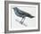 Zoology: Birds, Blue Rock-Thrush (Monticola Solitarius)-null-Framed Giclee Print