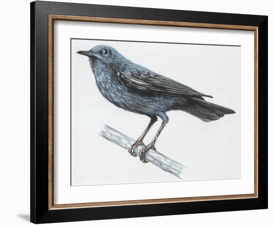 Zoology: Birds, Blue Rock-Thrush (Monticola Solitarius)-null-Framed Giclee Print