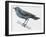 Zoology: Birds, Blue Rock-Thrush (Monticola Solitarius)-null-Framed Giclee Print