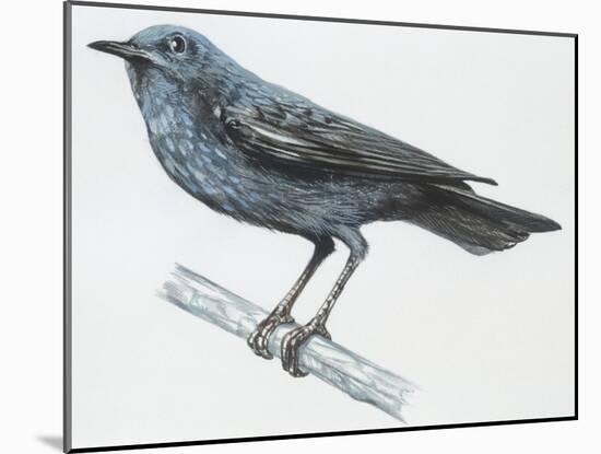 Zoology: Birds, Blue Rock-Thrush (Monticola Solitarius)-null-Mounted Giclee Print