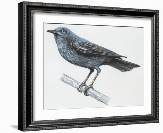 Zoology: Birds, Blue Rock-Thrush (Monticola Solitarius)-null-Framed Giclee Print