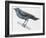 Zoology: Birds, Blue Rock-Thrush (Monticola Solitarius)-null-Framed Giclee Print