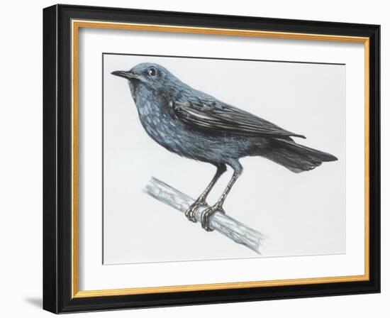 Zoology: Birds, Blue Rock-Thrush (Monticola Solitarius)-null-Framed Giclee Print